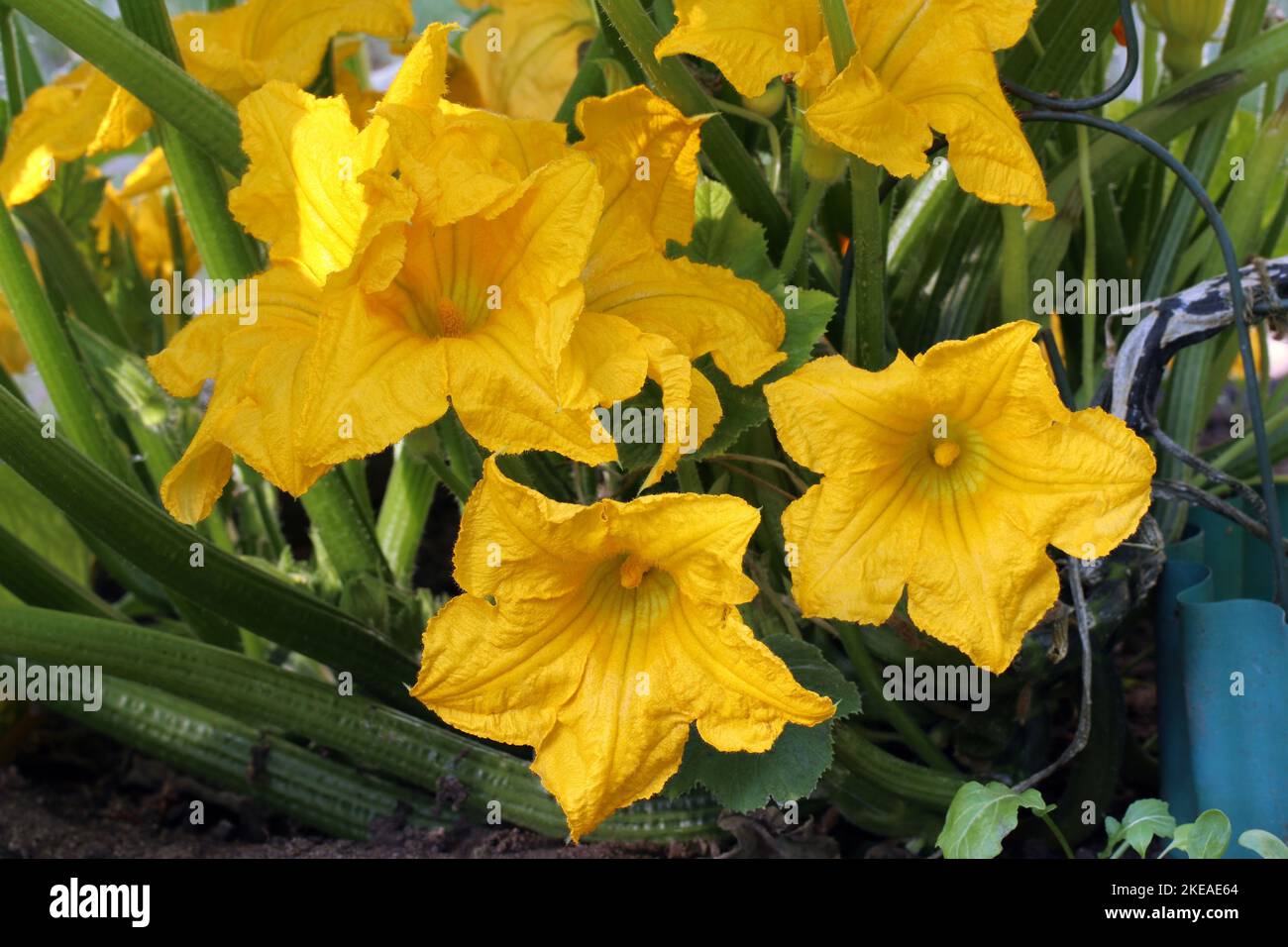 Une buisson de plante de pattisson avec de grandes fleurs jaunes de manz pousse dans le lit de jardin. La floraison de la brousse de pétoncle. Banque D'Images