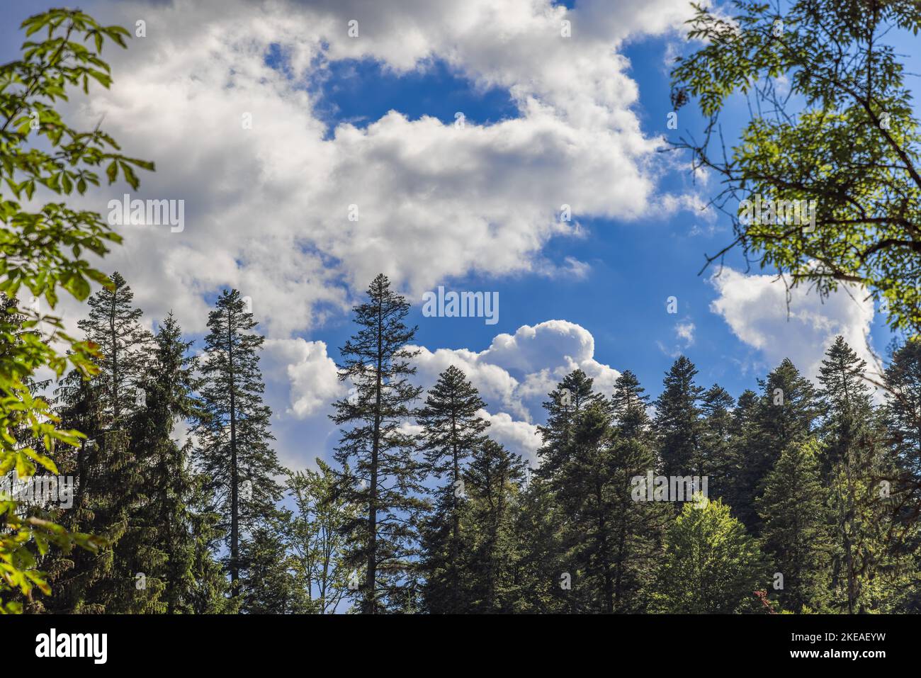 Couronnes anciennes de feuillus et de conifères lors d'une chaude journée d'été contre un ciel bleu à moitié couvert de nuages blancs et sombres Banque D'Images