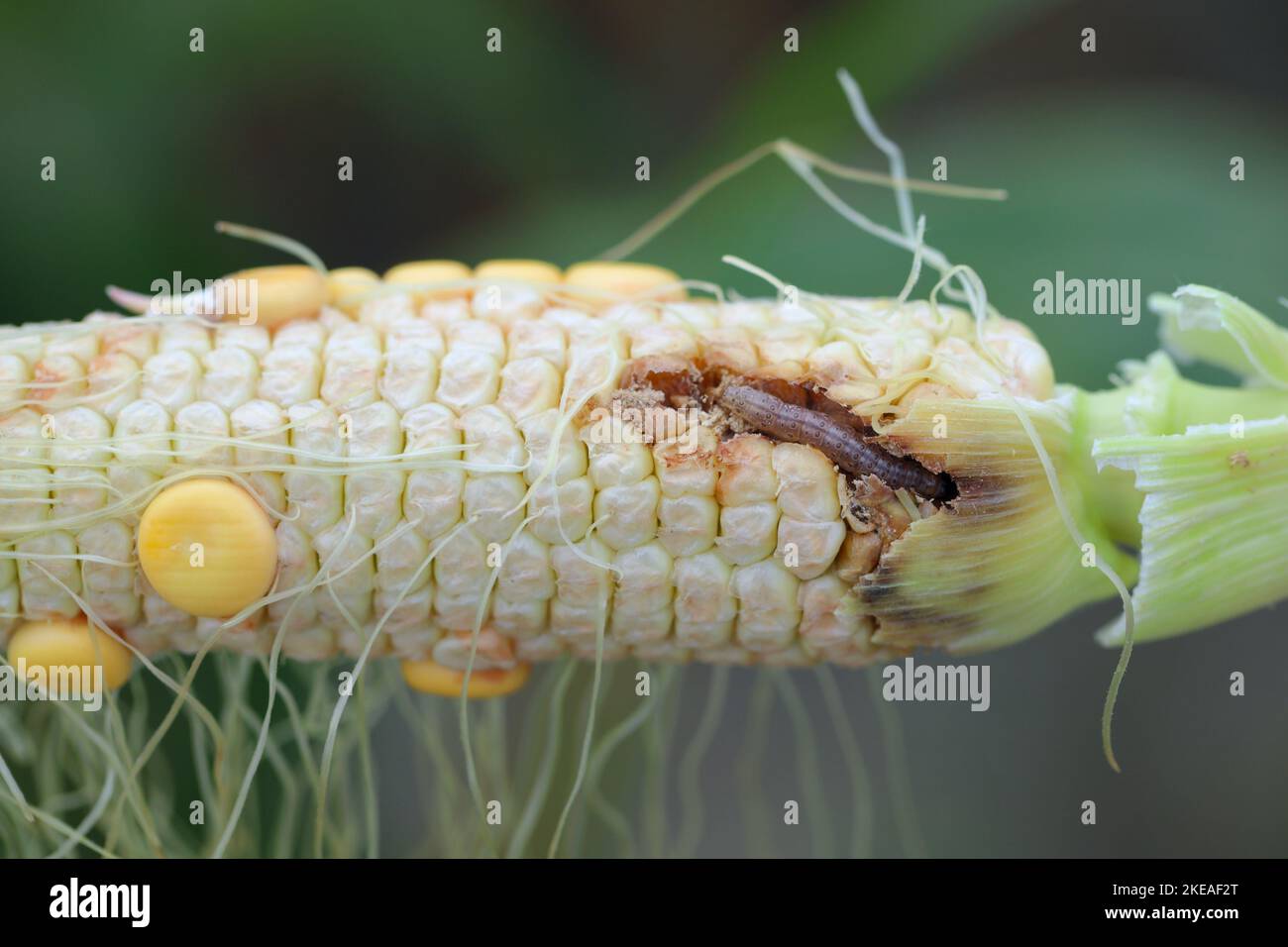 Maïs, maïs endommagé par la larve, chenille de l'Ecorer de maïs européen (Ostrinia nubilalis). C'est un des ravageurs les plus importants de la récolte de maïs. Banque D'Images