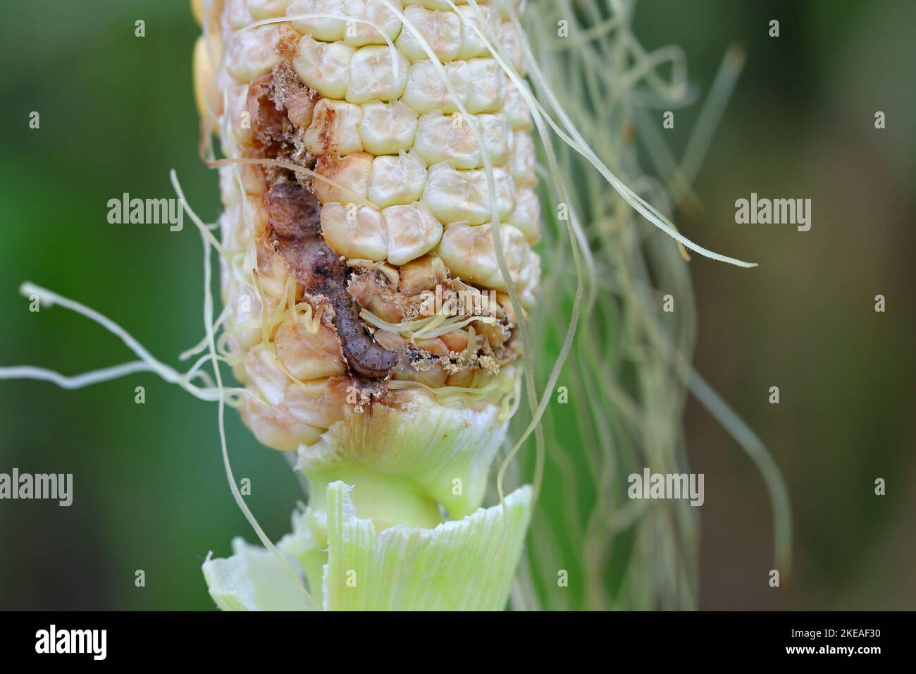Maïs, maïs endommagé par la larve, chenille de l'Ecorer de maïs européen (Ostrinia nubilalis). C'est un des ravageurs les plus importants de la récolte de maïs. Banque D'Images