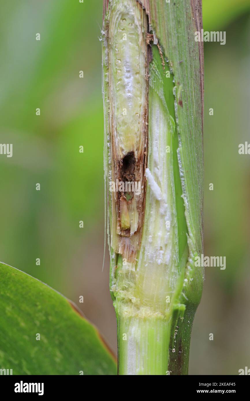 Maïs, maïs endommagé par la larve, chenille de l'Ecorer de maïs européen (Ostrinia nubilalis). C'est un des ravageurs les plus importants de la récolte de maïs. Banque D'Images