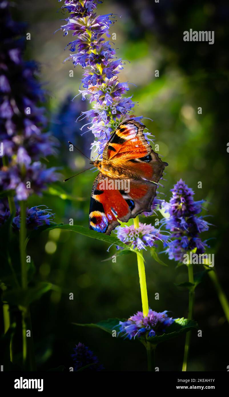 Un papillon se repose sur une fleur Banque D'Images