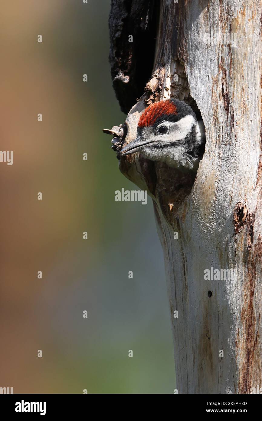 Grand pic tacheté (Picoides Major, Dendrocopos Major), presque entièrement à part des regards juvéniles hors de la grotte de reproduction, Suède, Mjaellom, Banque D'Images