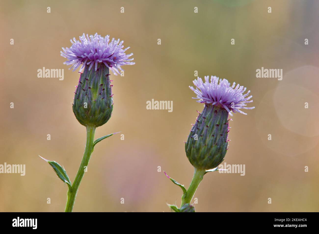 Chardon du Canada, chardon rampant (Cirsium arvense), deux têtes de fleurs, Allemagne, Rhénanie-du-Nord-Westphalie Banque D'Images