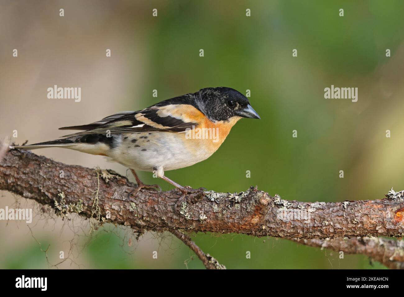 Brambling (Fringilla montifringilla), mâle perché sur une branche d'épinette, Finlande, Ruka Banque D'Images