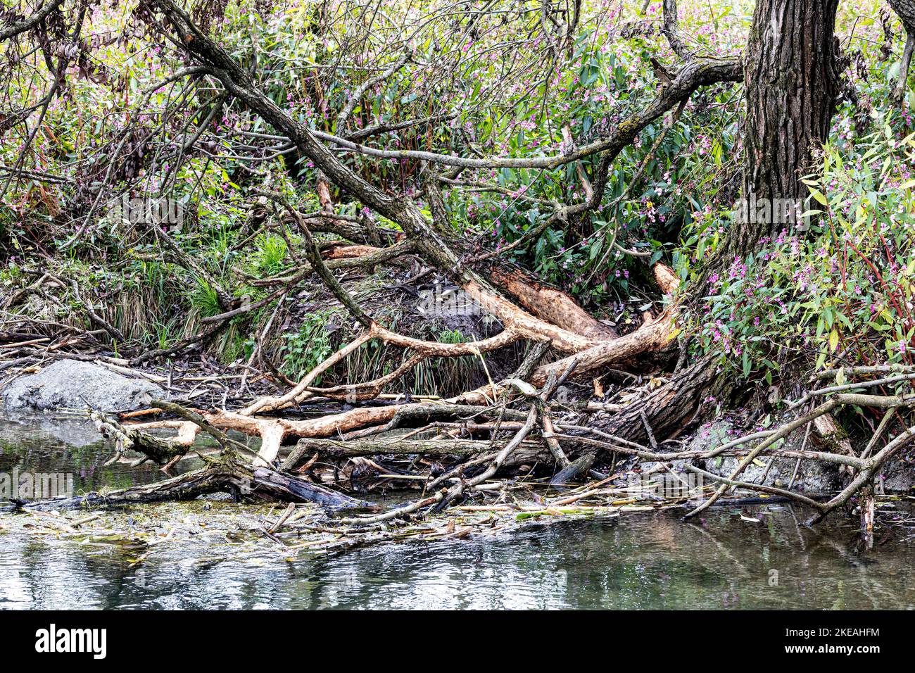 Castor eurasien, castor européen (fibre de Castor), branches de saule pelées à brookside, Allemagne, Bavière, Erdinger Moos Banque D'Images