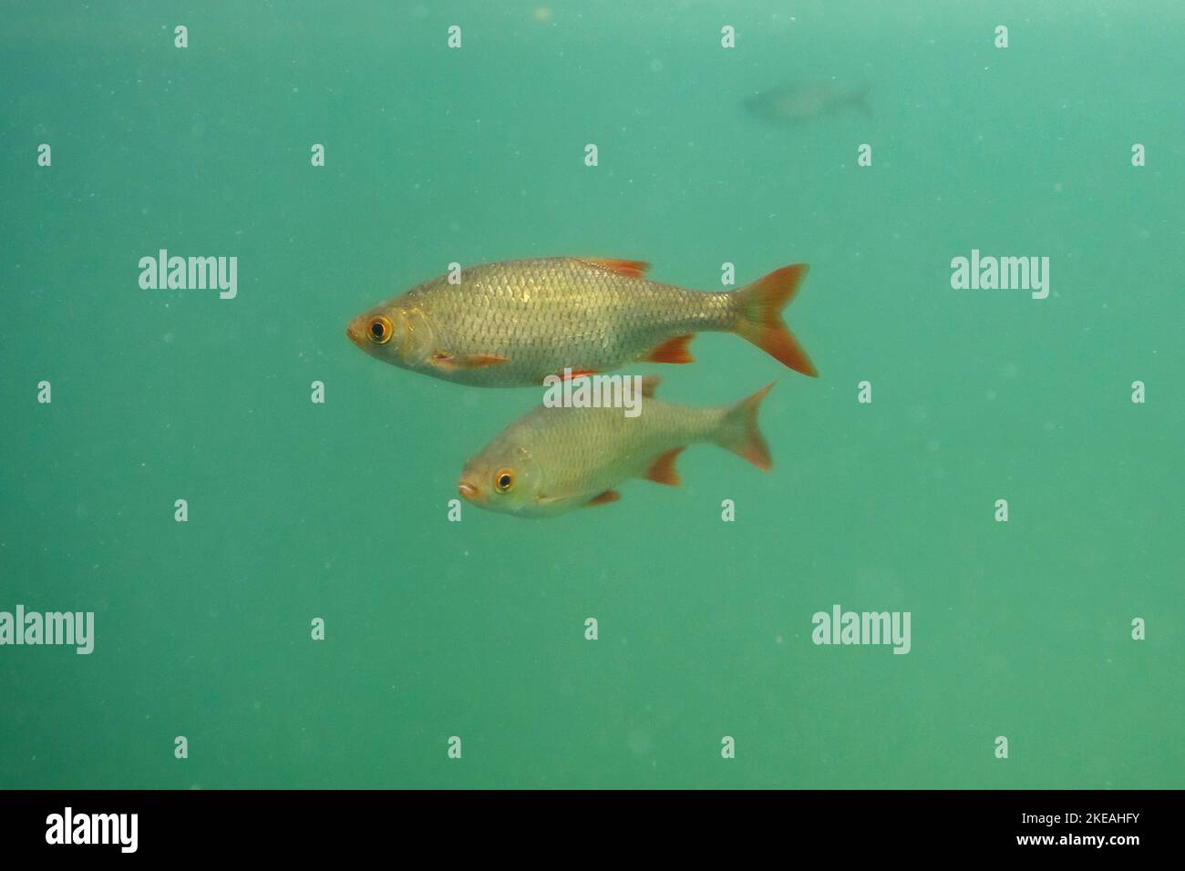 Grec rudd (Scardinius graecus), deux gouvernails grecs nageant dans un lac, photo sous-marine, Allemagne, Bavière Banque D'Images