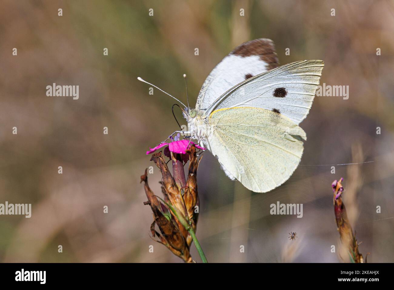 Grand blanc (Pieris brassicae), nectar suçant sur rose charhusien, vue latérale, Allemagne, Bavière Banque D'Images