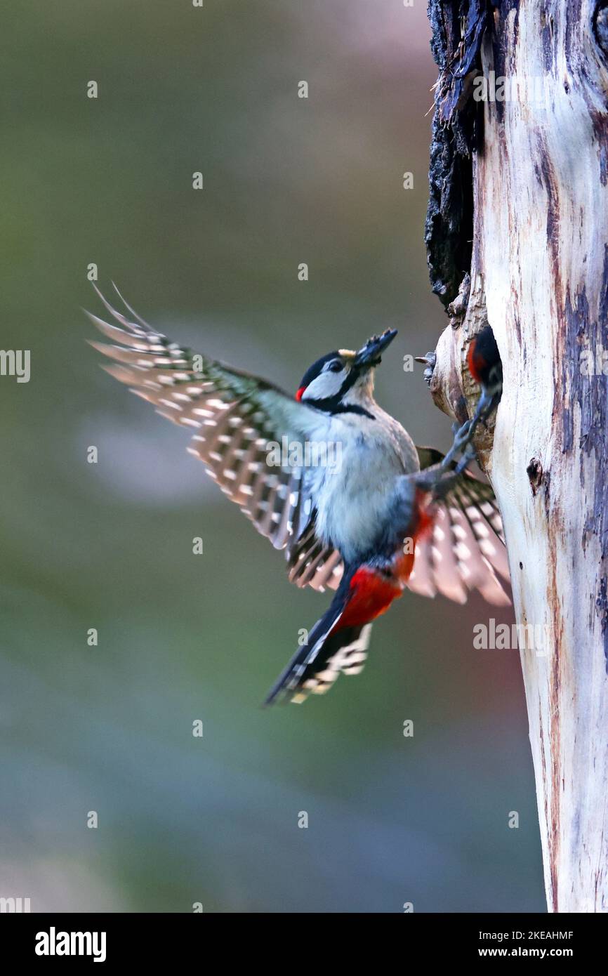 Grand pic tacheté (Picoides Major, Dendrocopos Major), homme approchant de la grotte de reproduction avec du fourrage dans son bec, Suède, Mjaellom, Banque D'Images