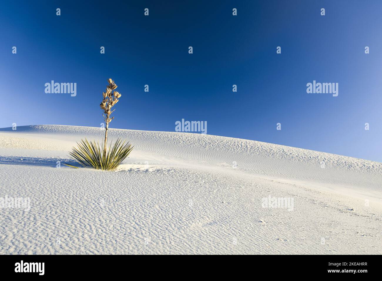 Soaptree, Soapweed, Palmella (Yucca elata), dunes de Gypsum, États-Unis, Nouveau-Mexique, Monument national de White Sands Banque D'Images