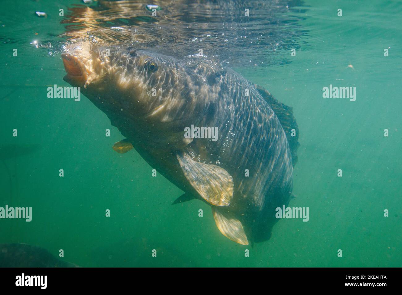 Carpe miroir, carpe européenne (Cyprinus carpio), surface sous-marine, photo sous-marine, Allemagne, Bavière Banque D'Images