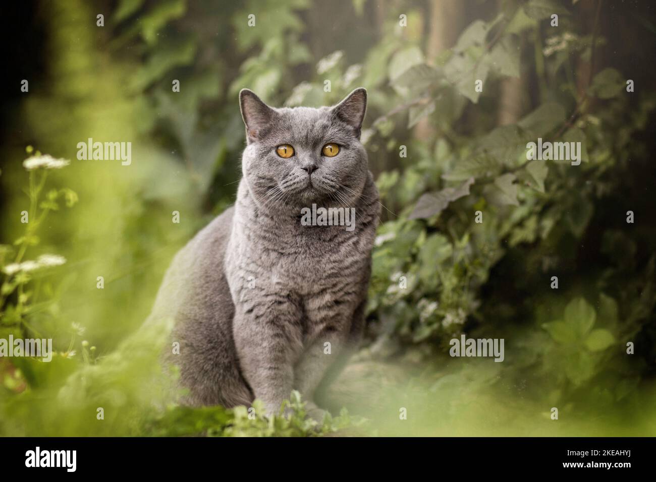 Assis British Shorthair Banque D'Images