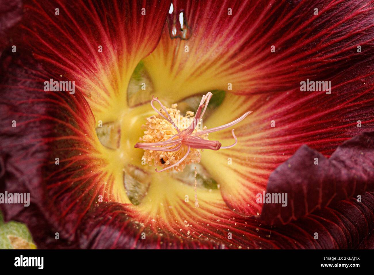 Hollyhock (Alcea rosea, Althaea rosea), gros plan de fleur Banque D'Images