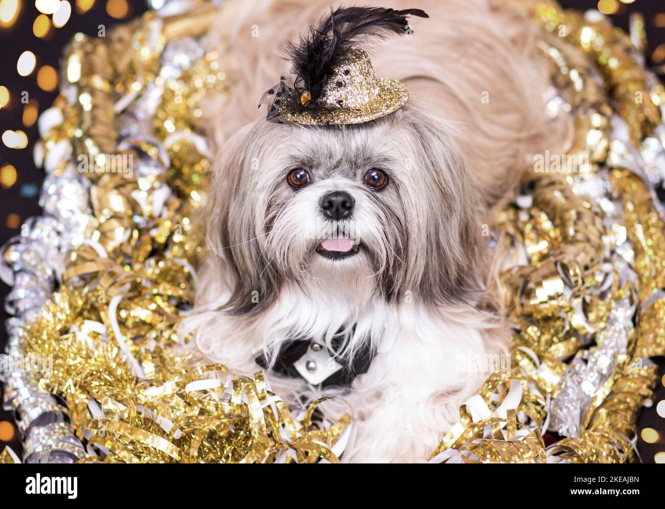 Shih Tzu en costume Banque D'Images