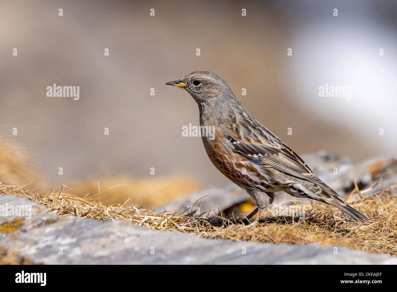 L'accentor alpin (Prunella collaris) se dresse dans un pré alpin, en Suisse, au Valais, dans les Alpes du Valais Banque D'Images