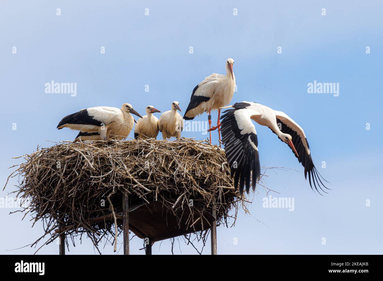 White Stork (Ciconia ciconia), adulte à partir de l'eyrie après avoir allaiter quatre jeunes à part entière, Allemagne, Bavière Banque D'Images