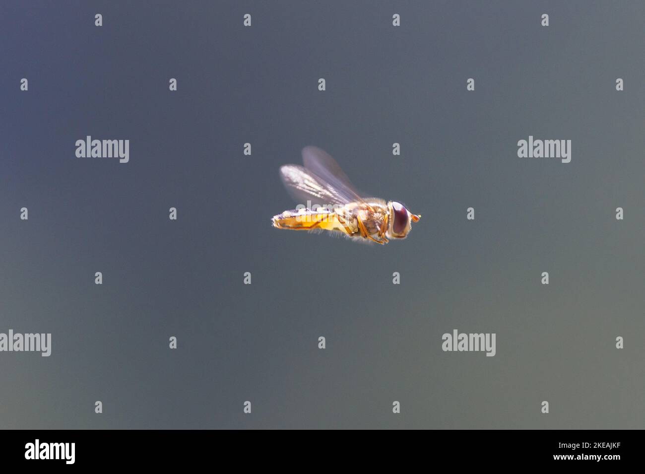 Survoler, survoler, syrphide, mouche de fleur (Syrphidae), en vol, À Prien Hut, 1400 m, Allemagne, Bavière, Geigelstein Banque D'Images
