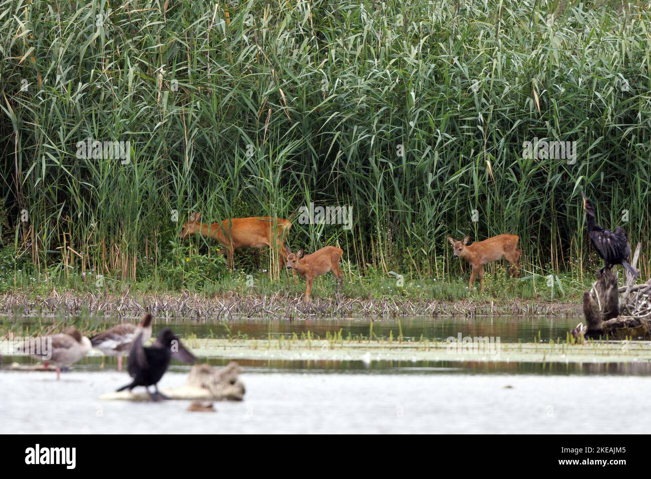 cerf de virginie, chevreuil, cerf de Virginie occidentale, rogue européenne (Capreolus capreolus), doe avec deux fougères paissant sur la rive du lac en face du roseau, Allemagne, Bavière, Banque D'Images