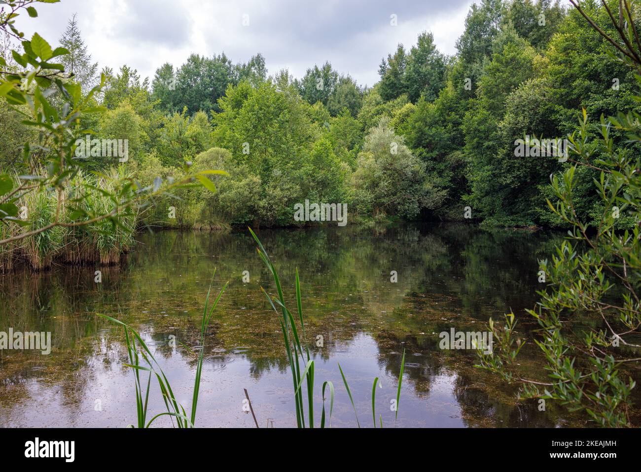 Petit étang dans une forêt de plaine inondable, Allemagne, Bavière, Isental Banque D'Images