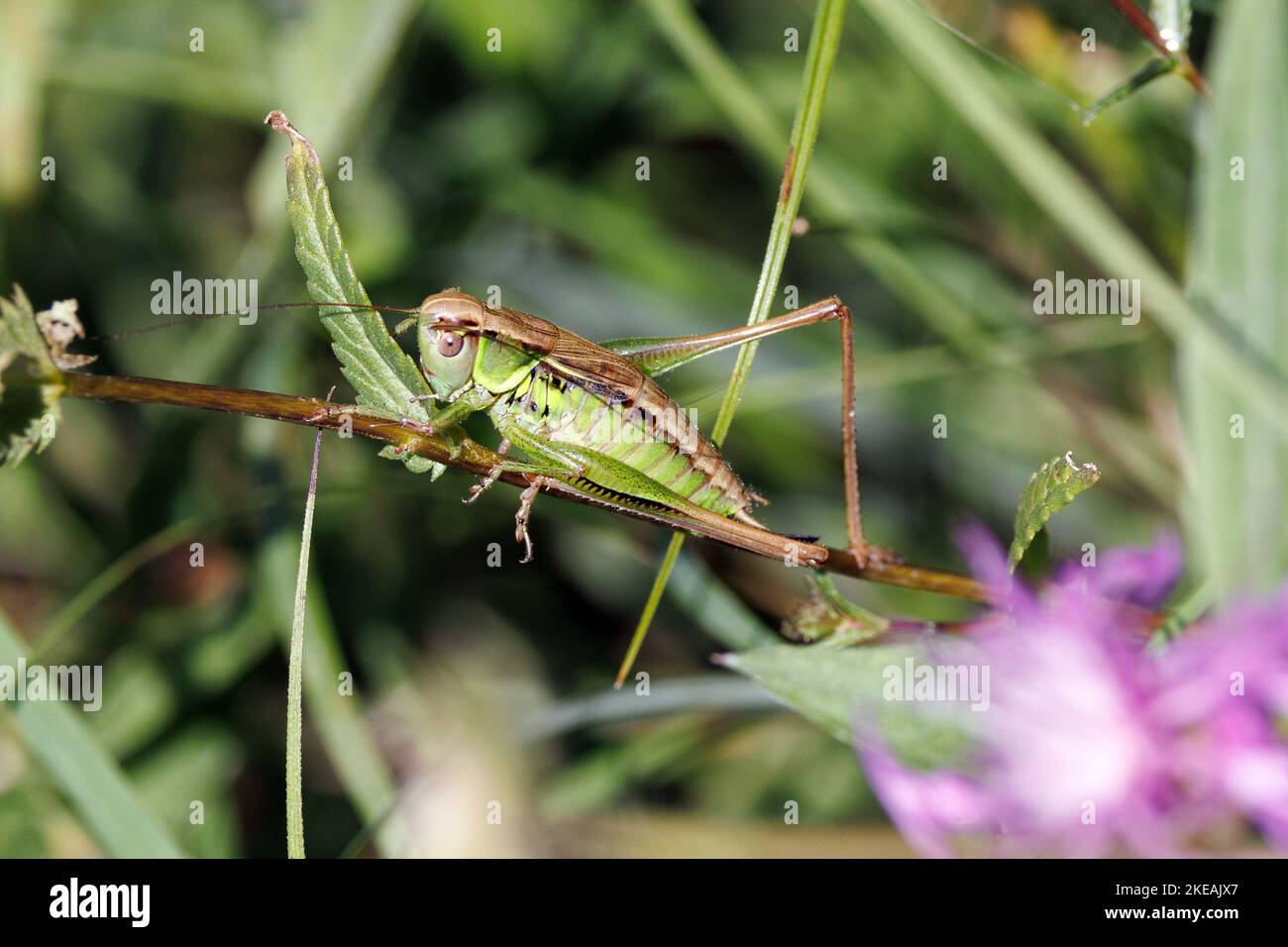 Bog bush cricket, Bog bushcricket (Metrioptera brachyptera), femme, Allemagne, Bavière Banque D'Images