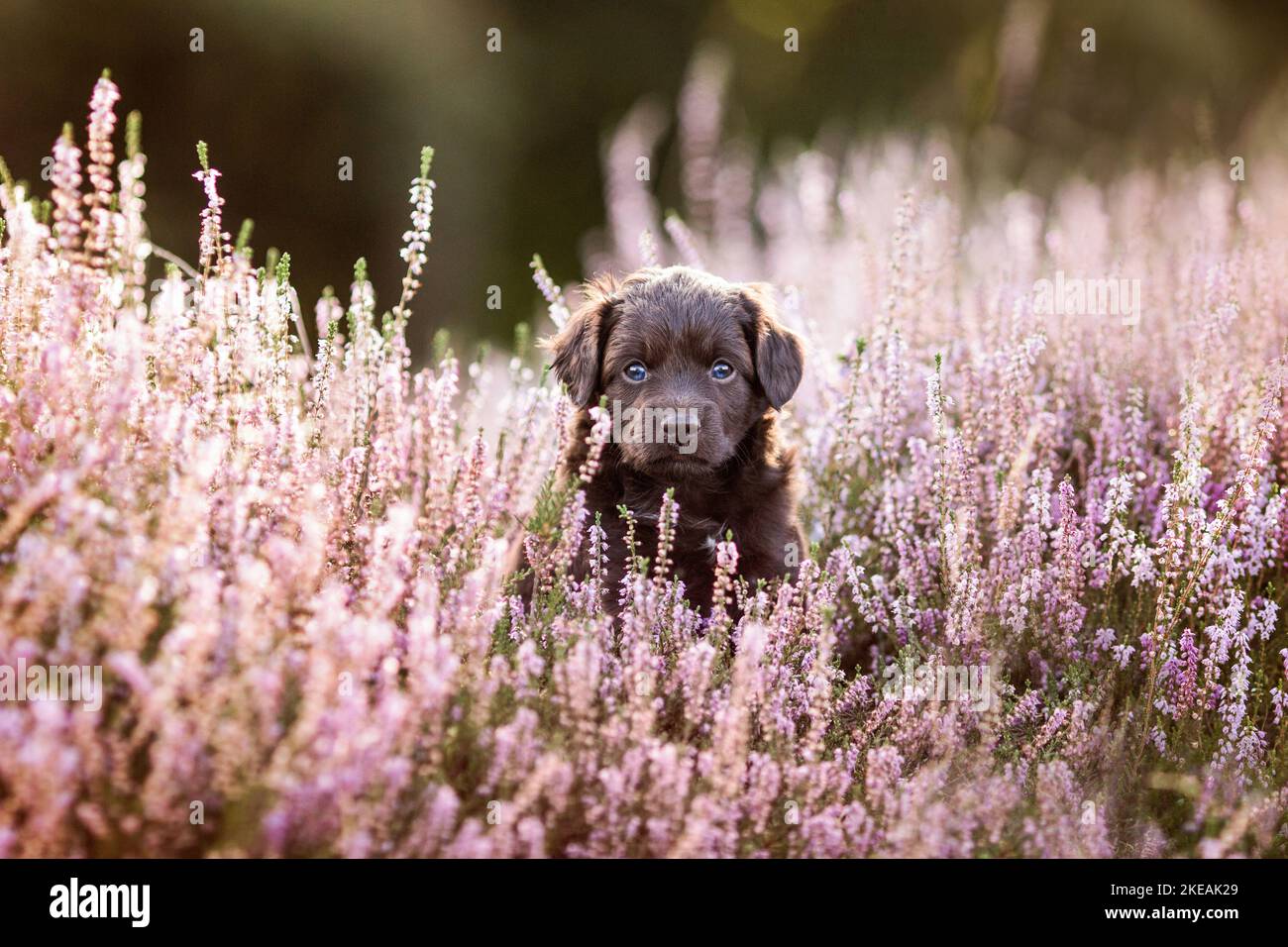 Mini-chien-berger-australien-mongrel Banque D'Images