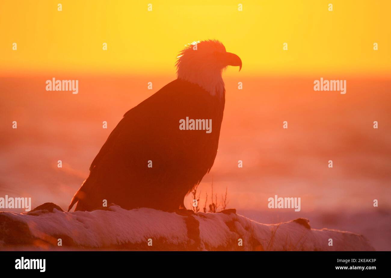 Aigle à tête blanche (Haliaeetus leucocephalus), au lever du soleil, États-Unis, Alaska, Kenai, Baie de Kachemak Banque D'Images