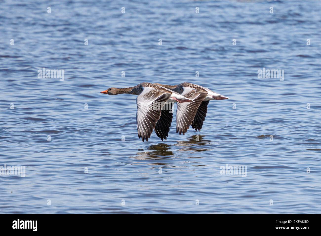 Grylag Oies (Anser anser), paire volant près de la surface du lac, Allemagne, Bavière Banque D'Images