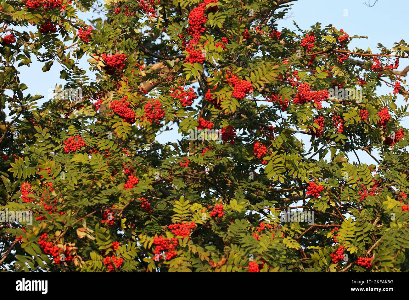 Frêne de montagne européen, rowan (Sorbus aucuparia), baies et feuilles rouges, pays-Bas, Overijssel, Parc national de Weerribben-Wieden Banque D'Images