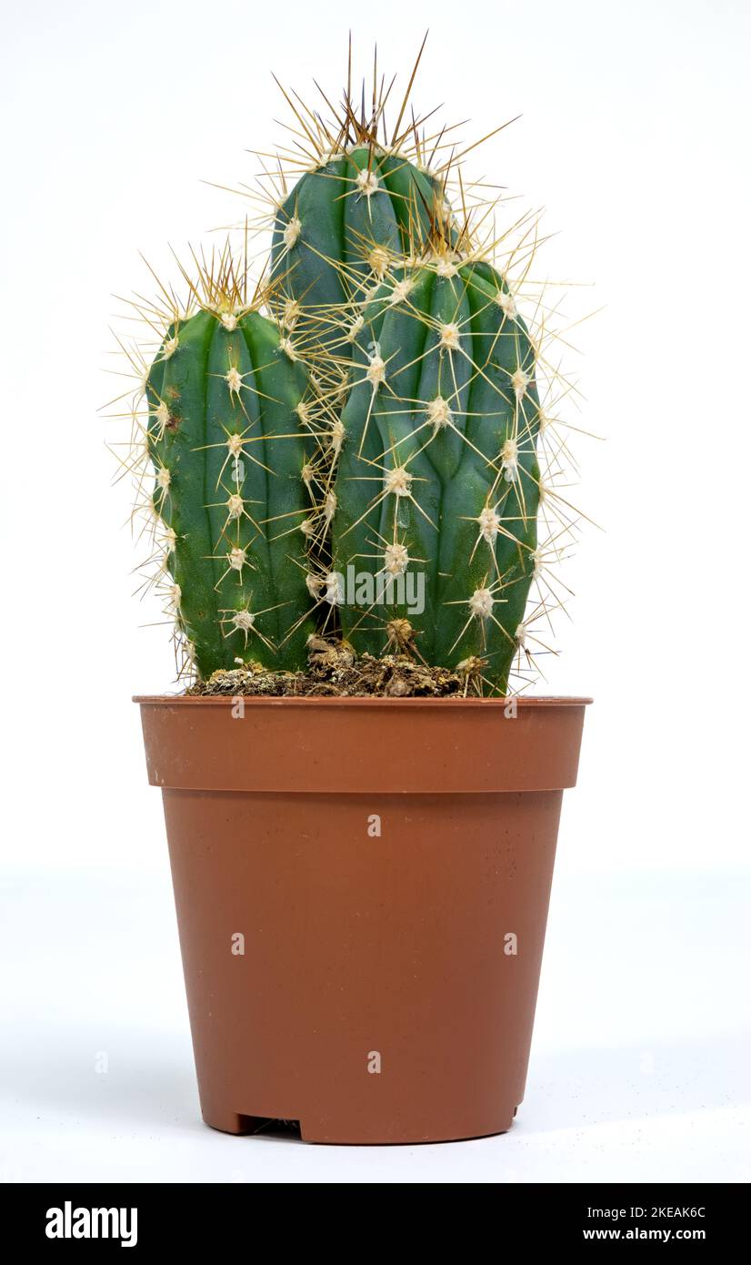 Cactus allongé dans un pot brun sur fond blanc. Cactus de serpent Aporocactus Mallisonii Banque D'Images