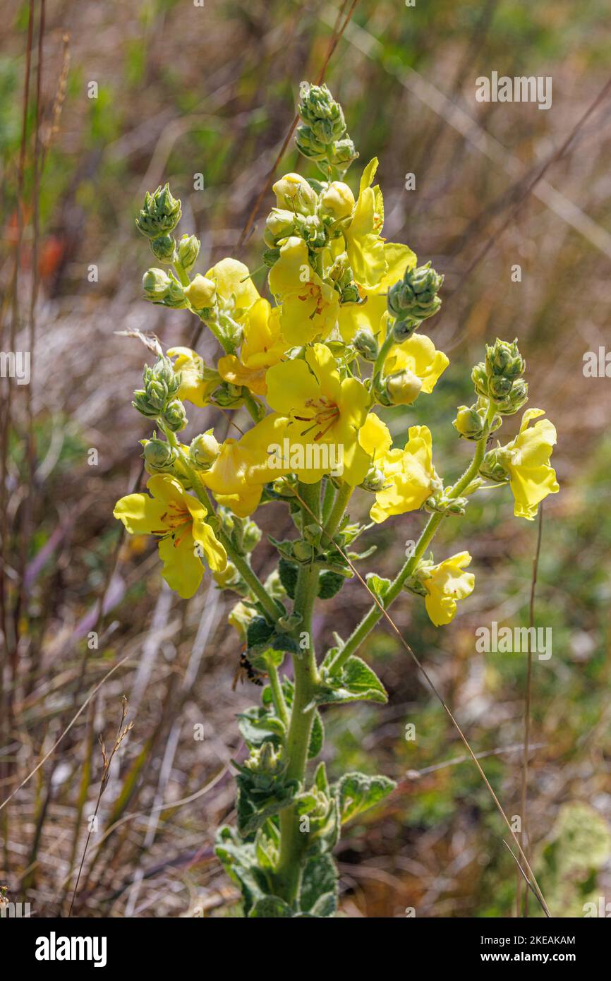 Mulléine à feuilles de palpage (Verbascum phlomoides), floraison, Allemagne, Bavière Banque D'Images