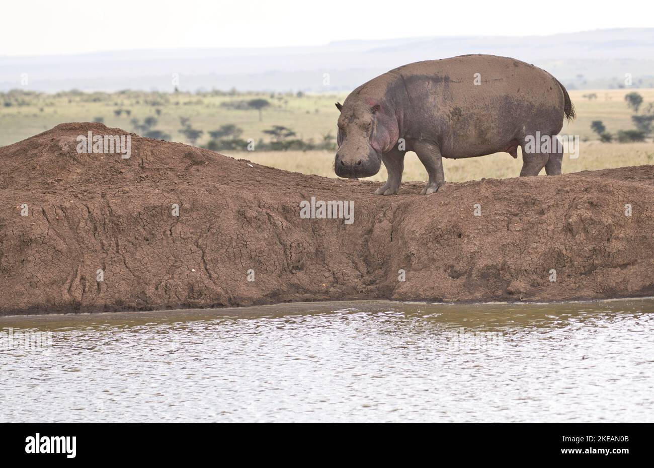 Hippopotame (Hippopotamus amphibius) songe à retourner dans l'eau après avoir paître sur terre Banque D'Images