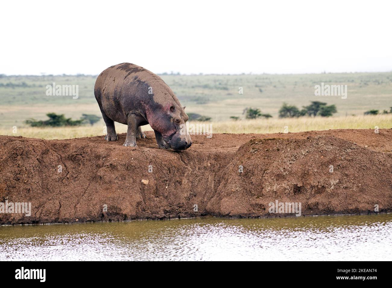 Hippopotame (Hippopotamus amphibius) songe à retourner dans l'eau après avoir paître sur terre Banque D'Images