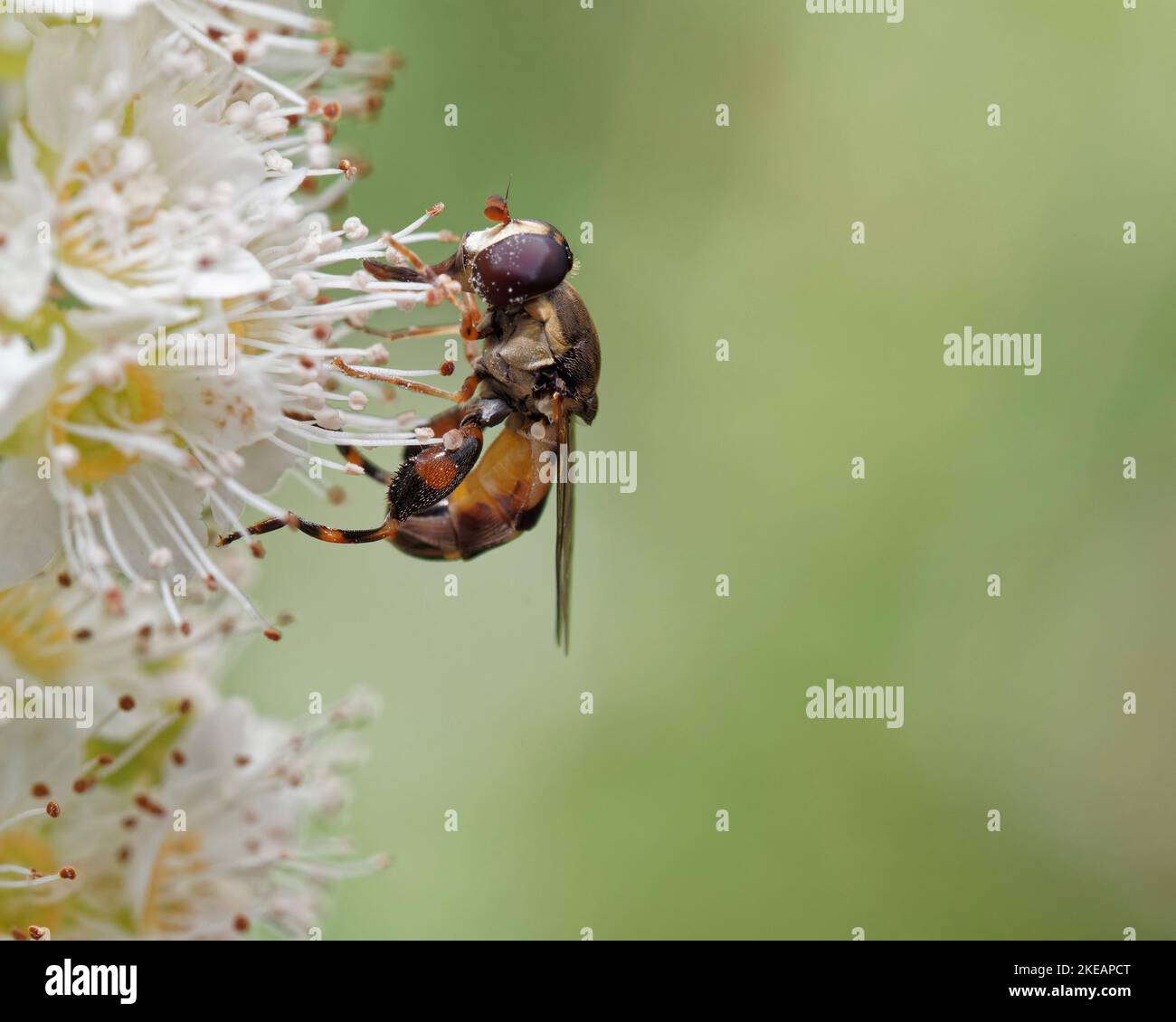 L'aéroglisseur à pattes épaisses est recouvert de pollen. Cette mouche tire son nom de ses grandes pattes arrière. Banque D'Images