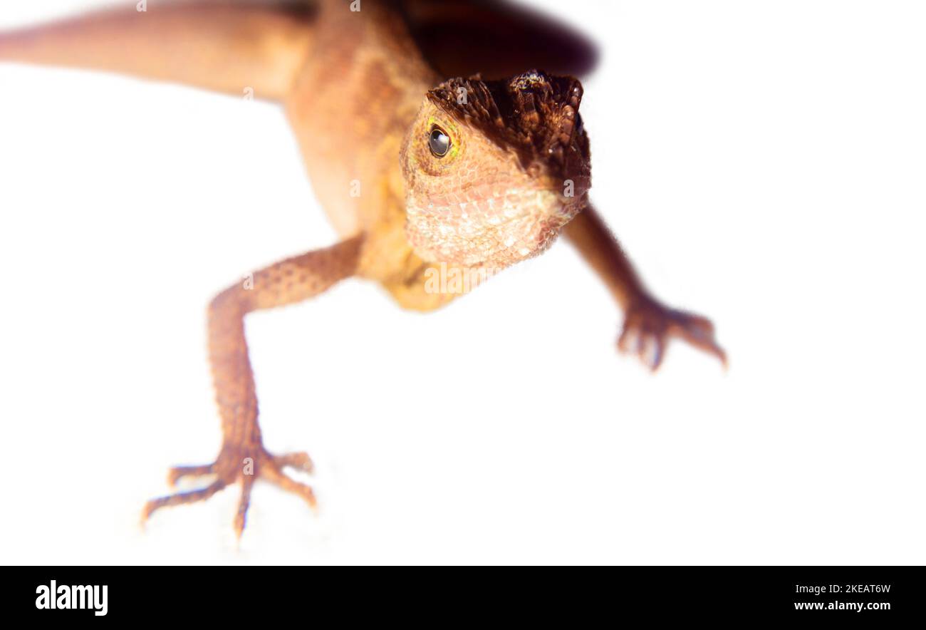 Agama du Sri Lanka, portrait isolé sur fond blanc Banque D'Images