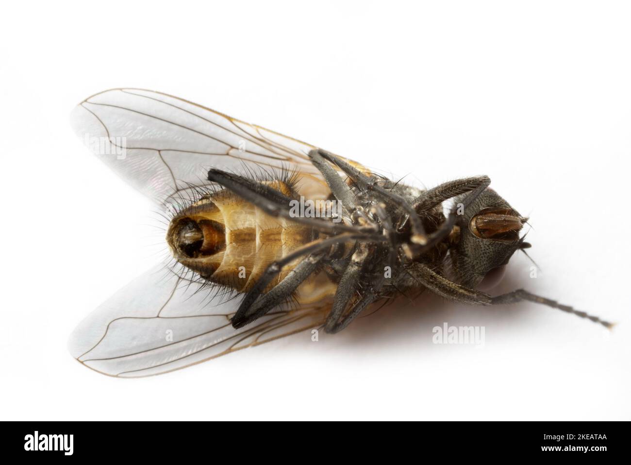 Volet de vol. Tuez la mouche. Vol mort. Destruction des mouches comme porteurs d'infection bactérienne, respect des règles d'hygiène. Isolé sur blanc. Extrême c Banque D'Images