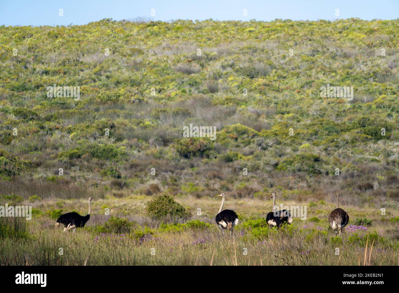 Les autruches (Struthio camelus) poussent à veld dans le parc national de la côte ouest, au Cap occidental. Afrique du Sud Banque D'Images
