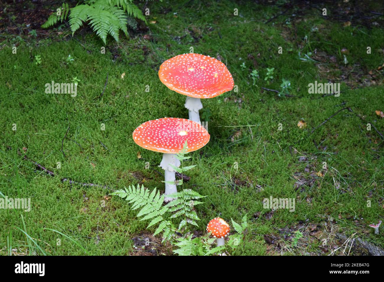 Champignons rouges et blancs, champignons à capuchon rouge avec taches de verrue blanches Photo