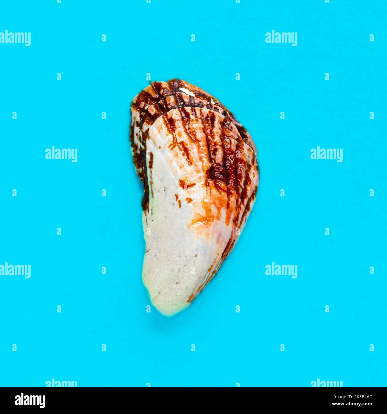 Flat Lay image isolée d'un bord de mer côtier sur fond bleu clair Banque D'Images