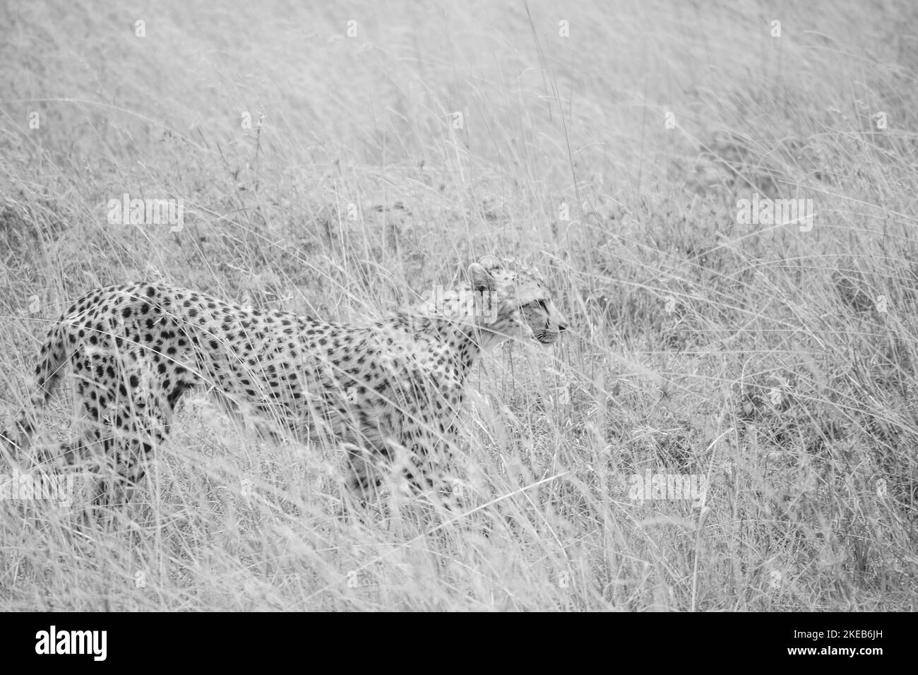 Gros plan d'un guépard sud-africain dans la savane, en niveaux de gris, chasse Banque D'Images