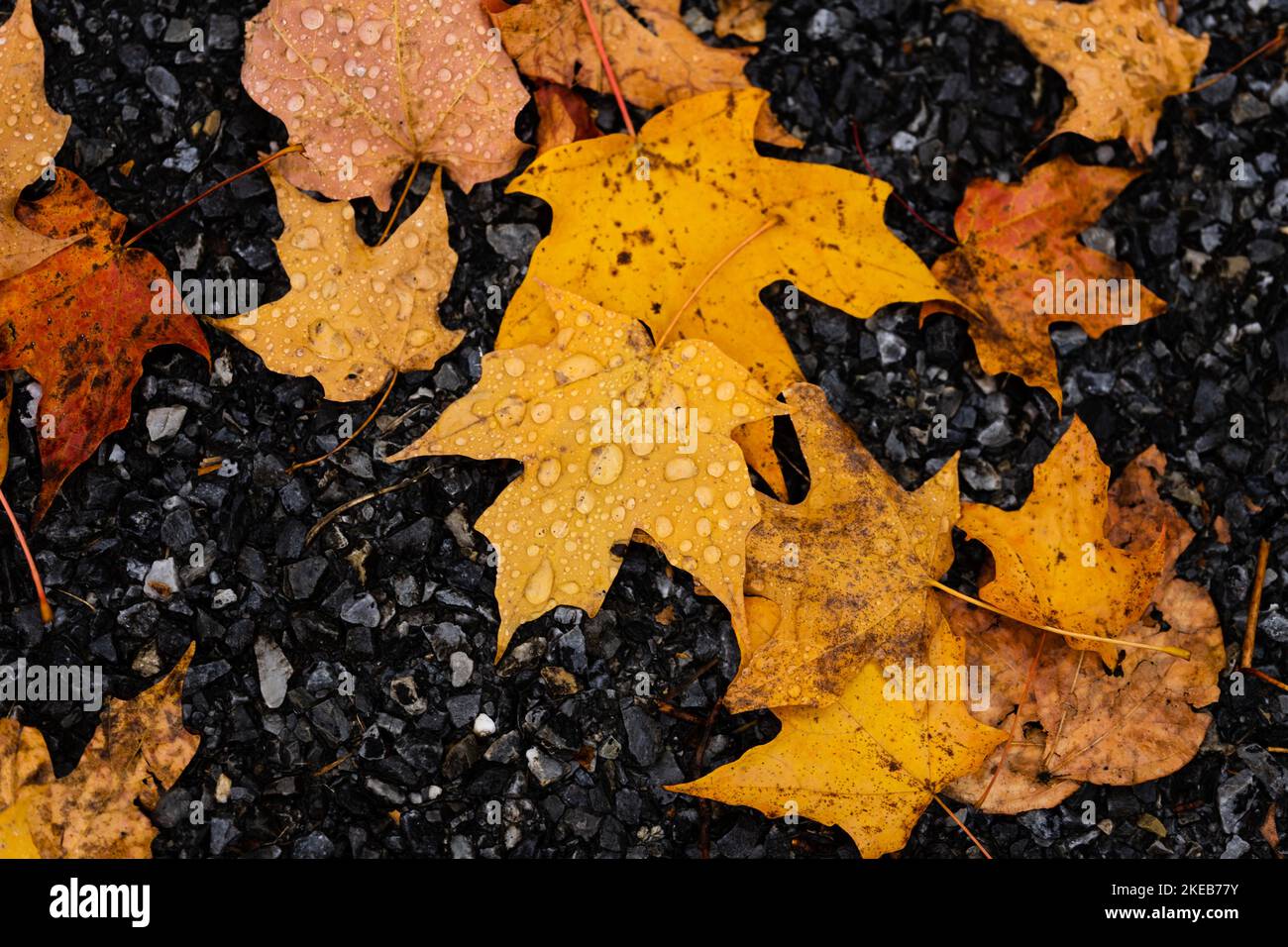 laisser tomber les feuilles sur l'asphalte Banque D'Images