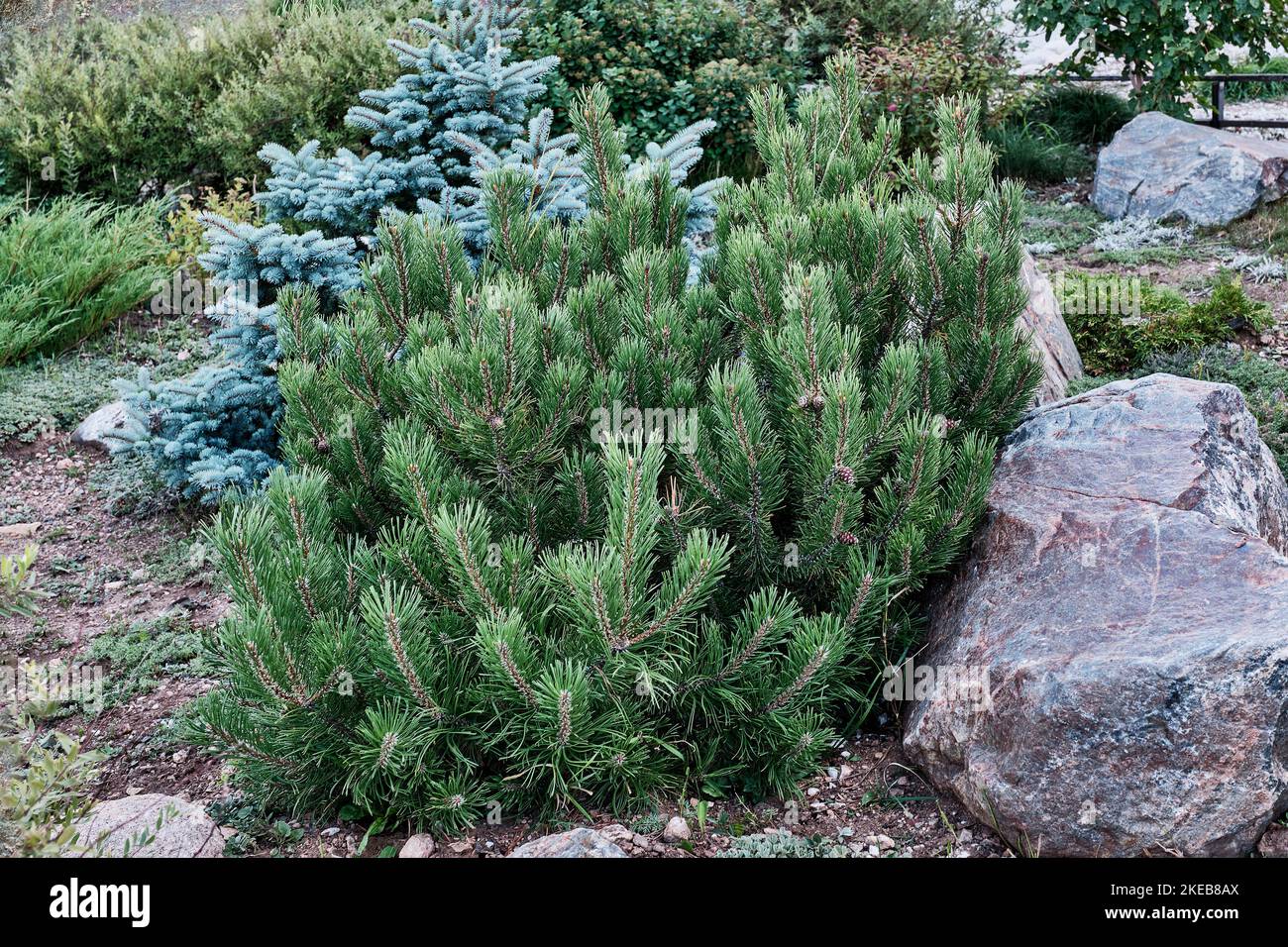 Le pin d'Elfin ou l'orfin de cèdre comme élément naturel décoratif dans le design de paysage. Banque D'Images