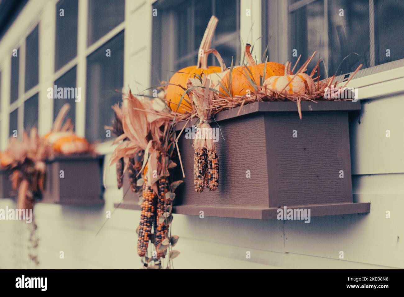 lit de fleur de fenêtre pendant l'automne Banque D'Images