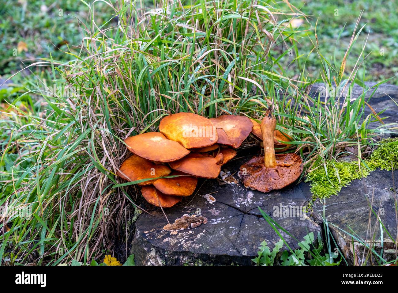 faire dorer les champignons sur une souche d