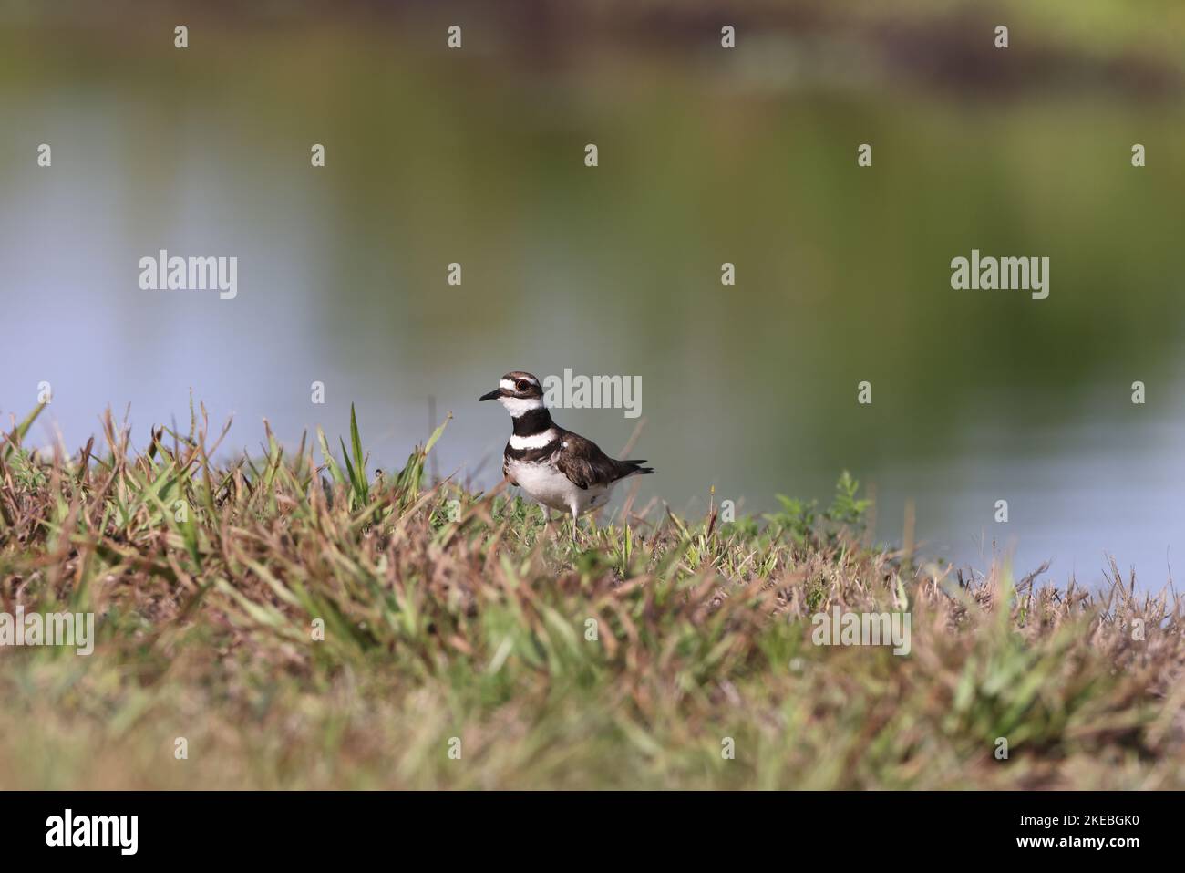 Killdeer Arthur R. Marshall Loxahatchee National Wildlife refuge Floride Banque D'Images