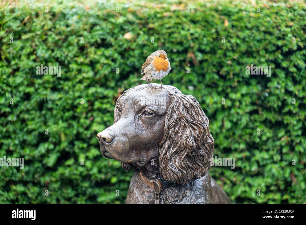 Robin reposant sur une statue de bronze du chien Max le miracle à Hope Park, Keswick, English Lake District. Banque D'Images