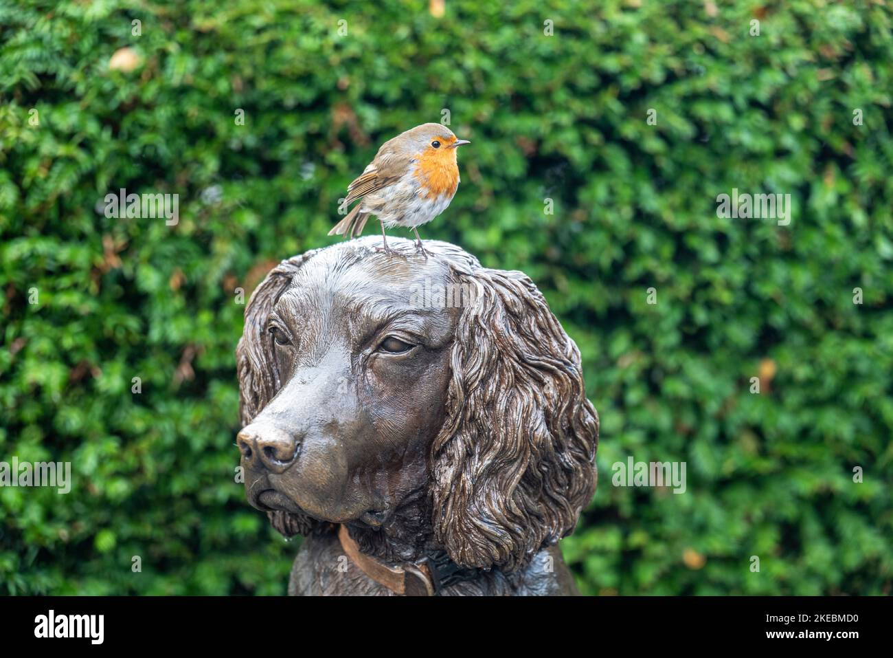 Robin reposant sur une statue de bronze du chien Max le miracle à Hope Park, Keswick, English Lake District. Banque D'Images