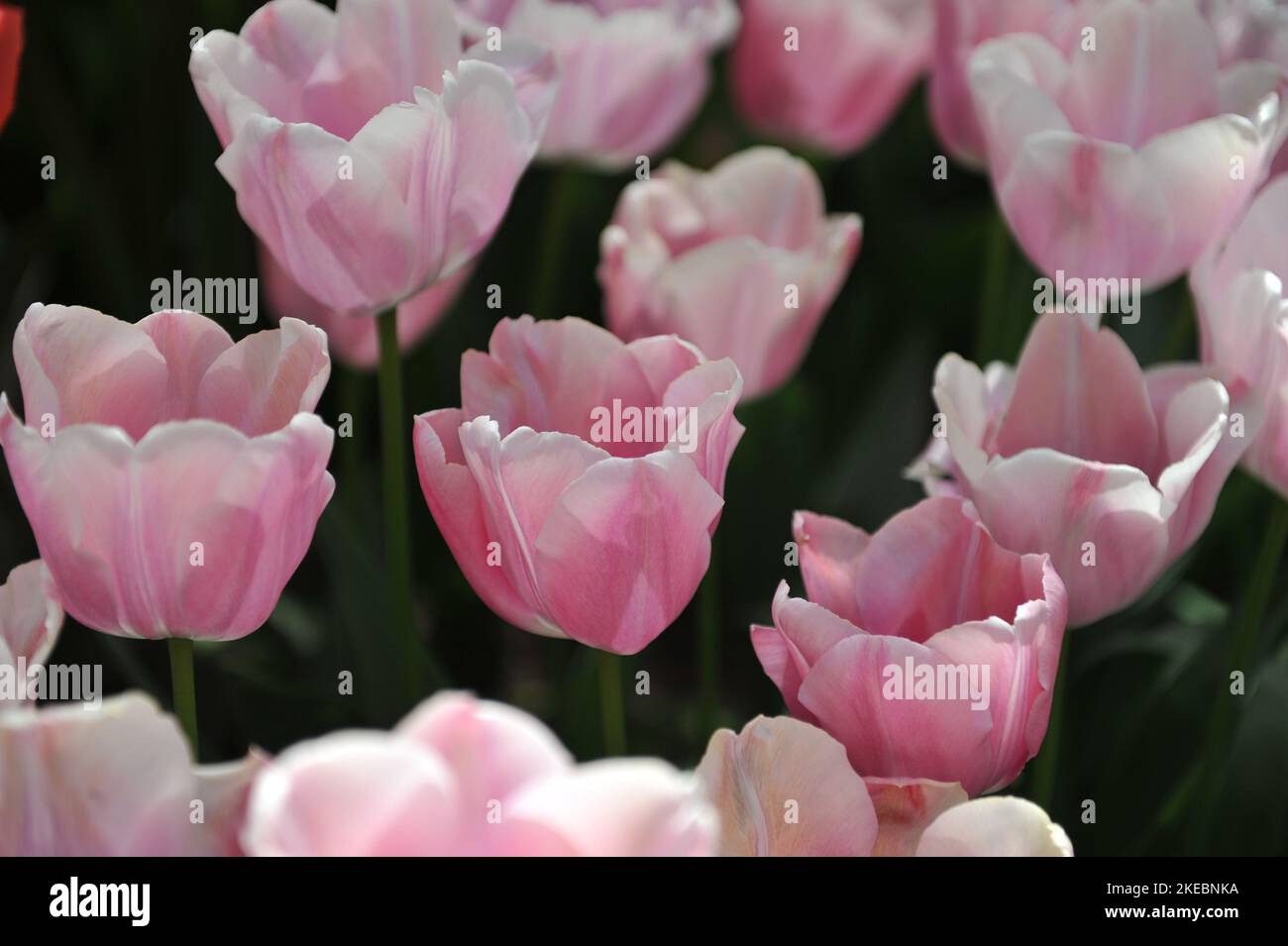 Tulipes de Triumph rose et blanc (Tulipa) Tohoku fleurissent dans un jardin en avril Banque D'Images