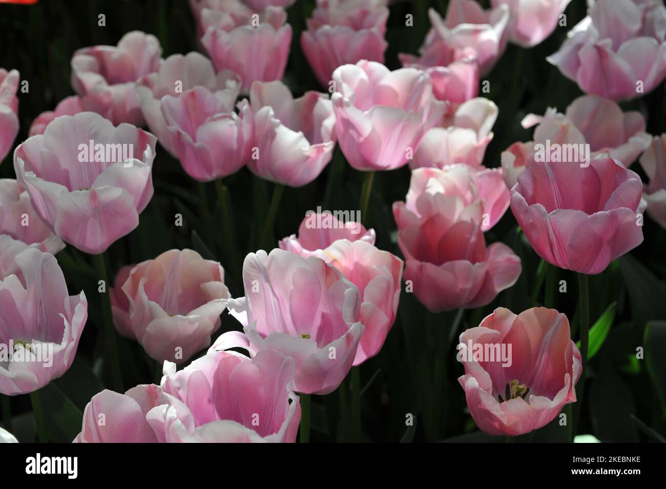 Tulipes de Triumph rose et blanc (Tulipa) Tohoku fleurissent dans un jardin en avril Banque D'Images