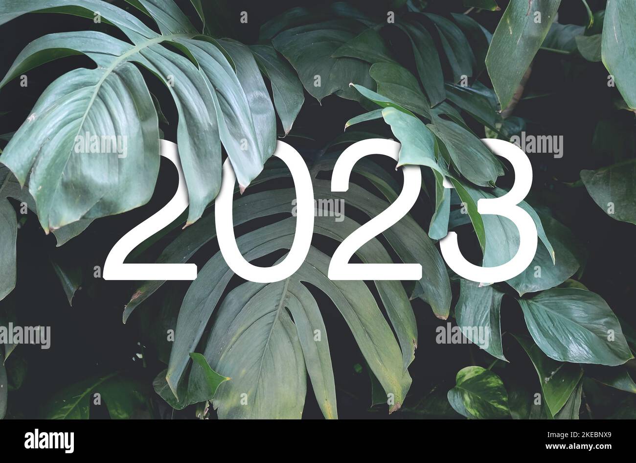 2023 texte blanc du nouvel an caché dans les feuilles de monstère vert naturel. Motif typographique floral Banque D'Images