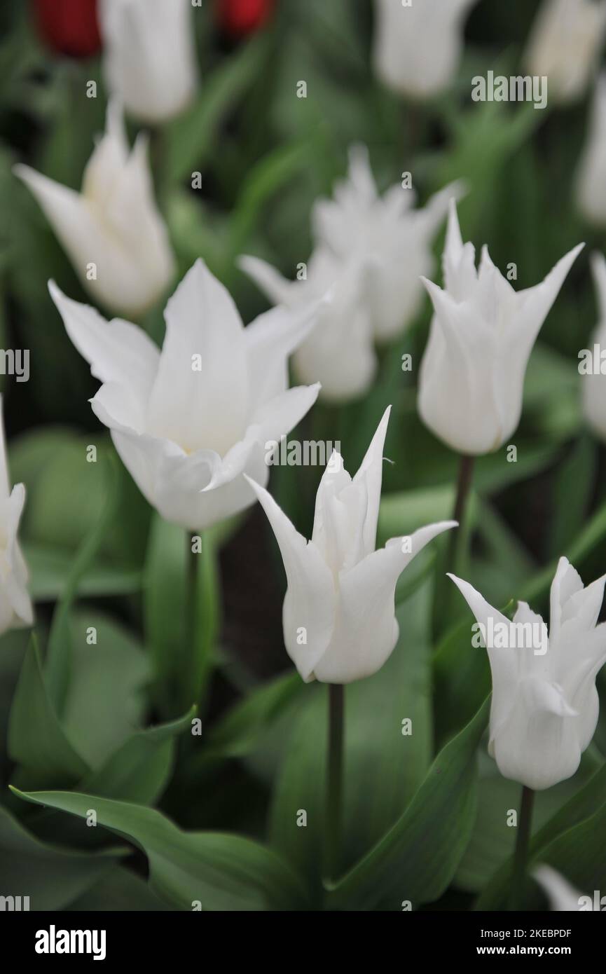 Tulipes blanches à fleurs de nénuphars (Tulipa) Tres fleur chic dans un jardin en avril Banque D'Images